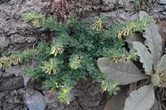 Astragalus bicuspis